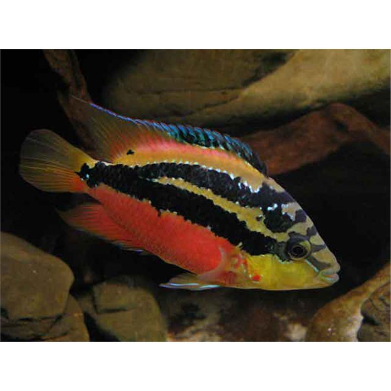 Cichlasoma salvini - imagine 4